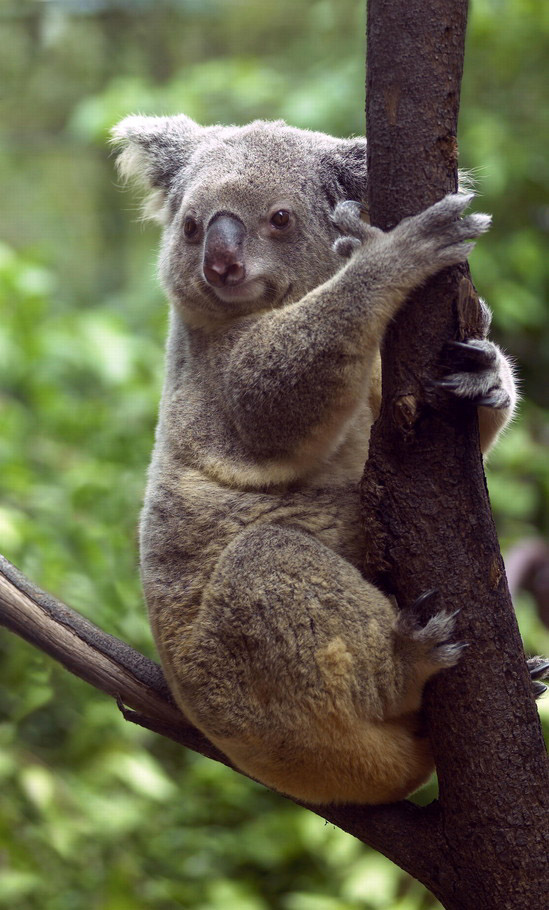 Koala